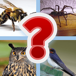 Animal game quiz icon